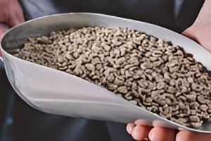 Кава в зернах чи мелена:  що вибрати для  оптової закупівлі?